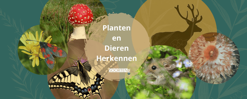 Basiscursus Planten en Dieren Herkennen