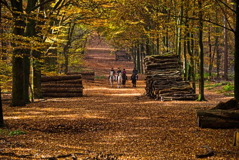 Met klimaatslim bosbeheer is het mogelijk om de veerkracht van bossen op zandgronden te vergroten, zodat het bos ook in de toekomst haar cruciale rol voor plant, mens en dier blijft vervullen