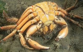 Dode Strandkrab: een van de meer dan 100 dode krabben die 26 sept. 2023, in de Oosterschelde bij  Stavenisse zijn aangetroffen