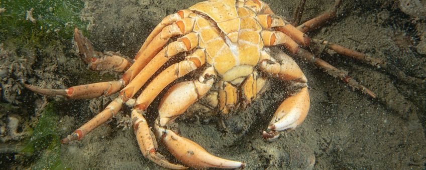 Dode Strandkrab: een van de meer dan 100 dode krabben die 26 sept. 2023, in de Oosterschelde bij  Stavenisse zijn aangetroffen