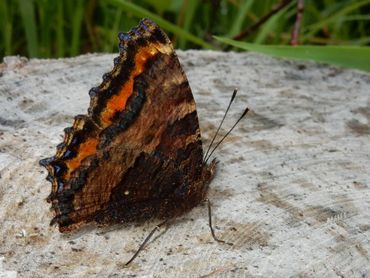 De onderzijde van de grote vos is bruin en onopvallend, om overwinterend niet teveel op te vallen