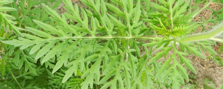 Alsemambrosia (Ambrosia artemisiifolia)