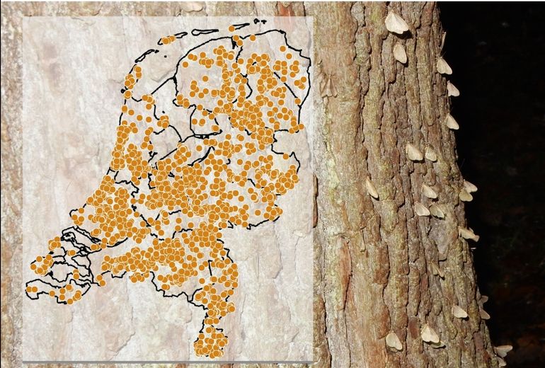 De waarnemingen van de kleine wintervlinder vanaf 2014