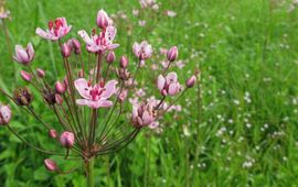 Butomus umbellatus. Zwanenbloem