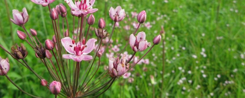 Butomus umbellatus. Zwanenbloem