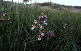 Moeraswespenorchis in bloei