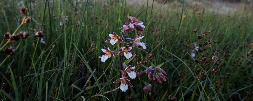 Moeraswespenorchis in bloei