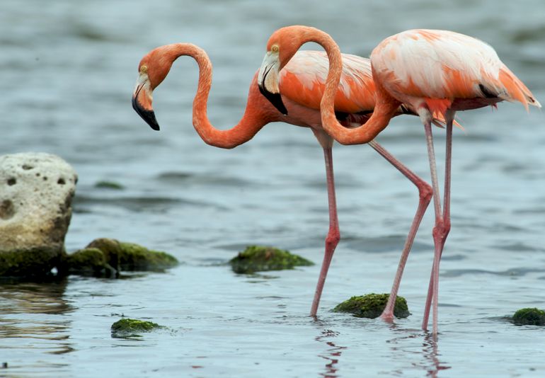 Bonaire is one of four major breeding sites in the Caribbean for the Caribbean flamingo (Phoenicopterus ruber)