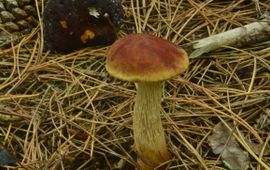 Leonard Minkema NIeuwe boleet Aureoboletus projectellus lead