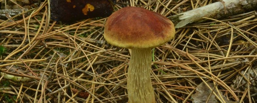 NIeuwe boleet Aureoboletus projectellus lead