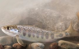 Jelger Herder (RAVON) Atlantische zalm