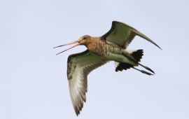 Limosa limosa. Grutto