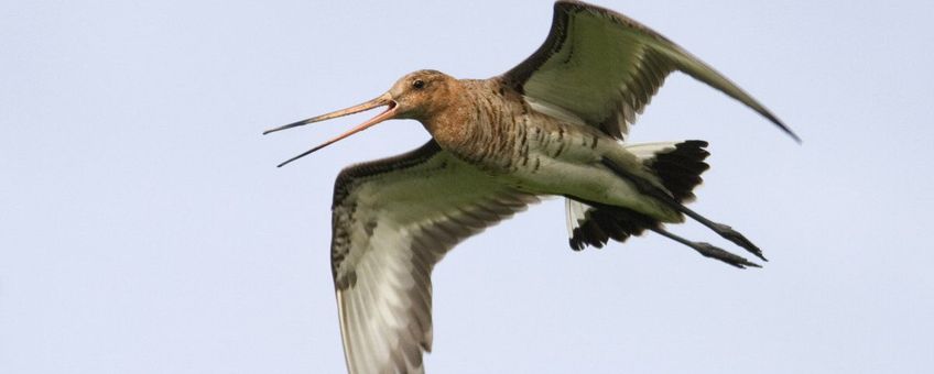 Limosa limosa. Grutto