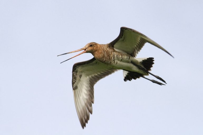 The black-tailed godwit, the national bird of the Netherlands, is decreasing dramatically