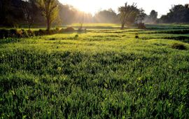 Grass, plants