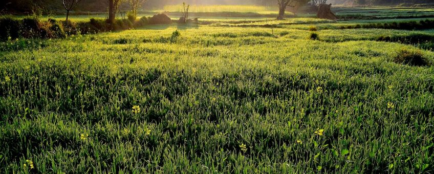 Grass, plants