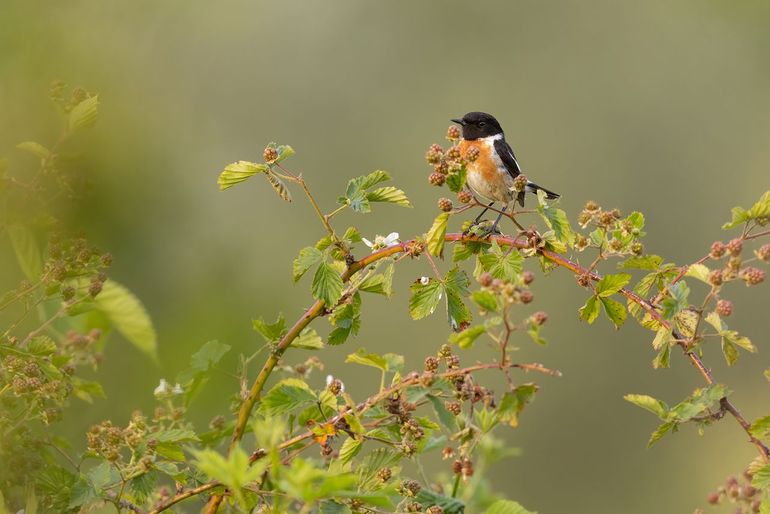 De roodborsttapuit is een soort die in ons land zowel broedt als overwintert, en tijdens de trekperiodes op afwijkende plekken kan opduiken. Typisch een soort waarvoor een atlas nieuwe, interessante informatie kan laten zien