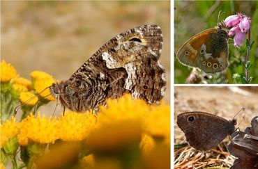 Wat zeldzamere zandoogjes: heivlinder (links), veenhooibeestje (rechtsboven) en kleine heivlinder (rechtsonder)