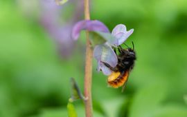 Tjomme Fernhout Voor het eerst sinds de start van de Nationale Bijentelling staat de gehoornde metselbij (Osmia cornuta) in de top drie van meest getelde bijen (bron: Tjomme Fernhout).