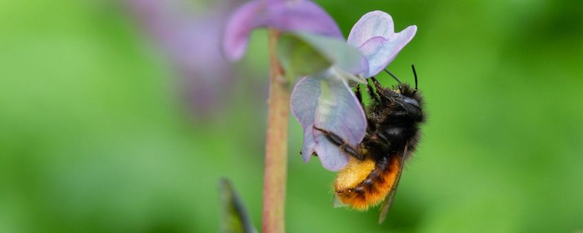 Voor het eerst sinds de start van de Nationale Bijentelling staat de gehoornde metselbij (Osmia cornuta) in de top drie van meest getelde bijen (bron: Tjomme Fernhout).