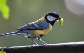 Koolmees, Parus major, met rups