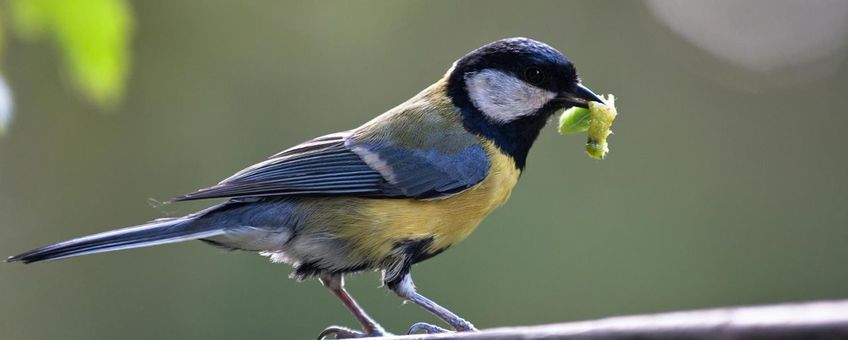 Koolmees, Parus major, met rups