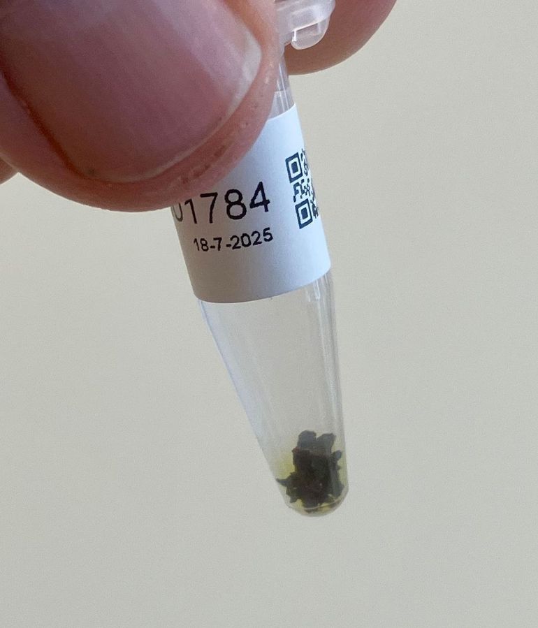 Verzamelde sprinkhaandrolletjes voor DNA-onderzoek