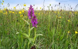 Brede orchis (Dactylorhiza majalis)