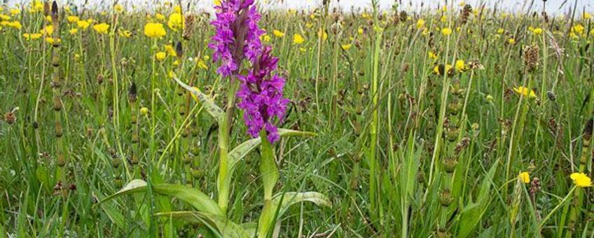 Brede orchis (Dactylorhiza majalis)