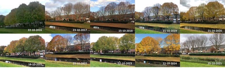 Figuur 10: Stand van bladverkleuring en bladval van essen in Ede rond 20 oktober in de jaren 2016 tot en met 2025