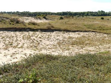 Om vergrassing tegen te gaan zijn hier in de duinen delen afgeplagd