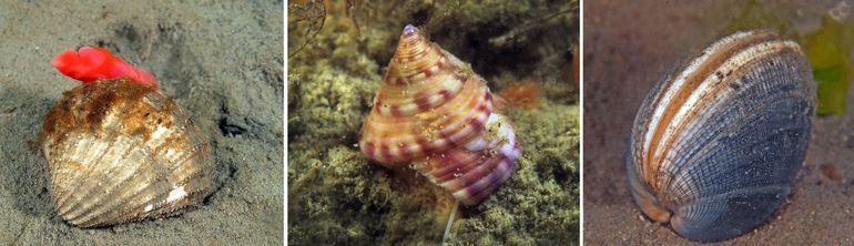 Links en midden: De Tere hartschelp en de Priktolhoren leefden vroeger veel zuidelijker. Het verspreidingsgebied is naar het noorden, naar onze wateren, opgeschoven. Zulke West-Atlantische nieuwkomers vormen zelden een plaag in de Oosterschelde, in tegenstelling tot exoten die van buiten de Atlantische kust komen. De Filipijnse tapijtschelp (rechts) is een Aziatische exoot die door kwekers naar de Middellandse zee en de Franse westkust is gehaald. Van daaruit kwam het dier in onze wateren terecht. Gesleep met dergelijke consumptiedieren kan ten koste gaan van onze inheemse soorten