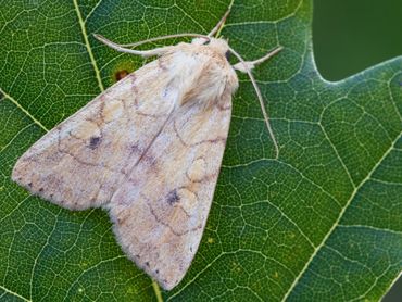 Gele uil, kenmerkend voor dennen-, eiken- en beukenbos