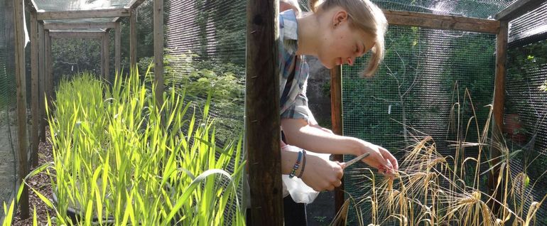 Onderzoek in de Leidse Hortus: werden emmer en gerst in de steentijd wel of niet bemest?