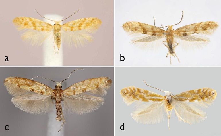 All of them together: A: Argyresthia sabinae, Canada. B: Argyresthia sabinae, China. C. Argyresthia reticulata, Spain. D. North American Argyresthia freyella