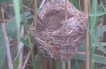 Screenshot van de kleine karekiet op het nest met de 4 eitjes