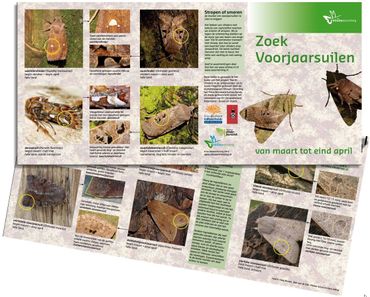 De zoekkaart voorjaarsuilen, met ook een recept voor stroop is gratis te downloaden (pdf; 1,1 MB)