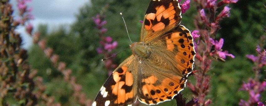 Distelvlinders zijn vrij groot, let op de zwarte driehoek met witte stippen