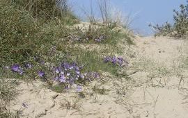 Stuivend duin. Deze foto mag alleen gebruikt worden bij nieuwsbericht Natuurmonumenten 8 oktober 2012