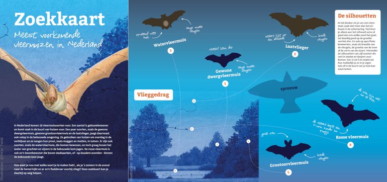 Herken de vleermuizen in je tuin met de Zoekkaart voor de meest voorkomende vleermuizen in Nederland