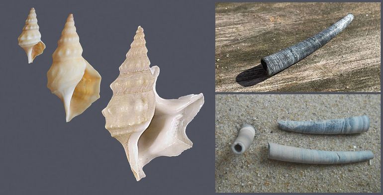 Links: de pelikaansvoet wordt maar zelden gevonden (een keer bij Katwijk). Het huisje begint 'gewoon', maar groeit uit met tenen als van een vogelpoot. Rechts: olifantstandjes zijn geen slakken, ze vormen een eigen schelpdierenfamilie. Er werd slechts &eacute;&eacute;n exemplaar gevonden. Olifantstandjes spoelen wat vaker aan in Zeeland en af en toe op de Waddeneilanden, vrijwel altijd fossiel