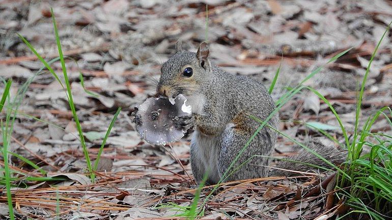 Grijze eekhoorn etend van een Russula