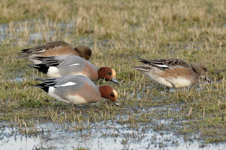 Door gebrek aan zeegras en zeekraal wijken smienten noodgedwongen uit naar grasland