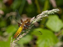 Libellula depressa. Platbuik