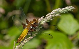 Libellula depressa. Platbuik