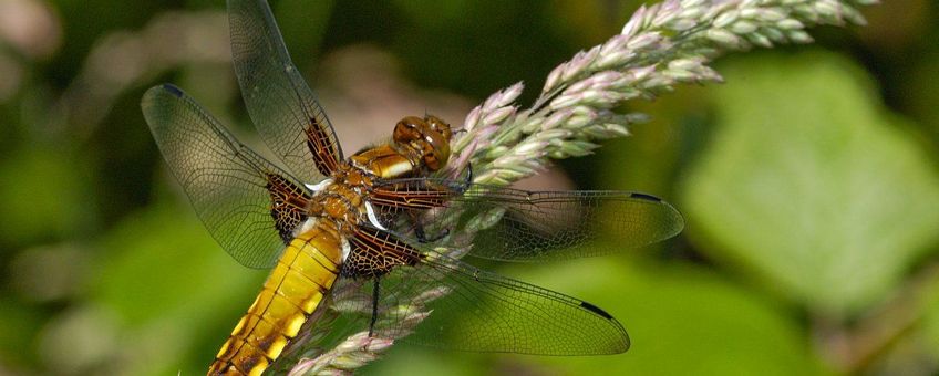 Libellula depressa. Platbuik