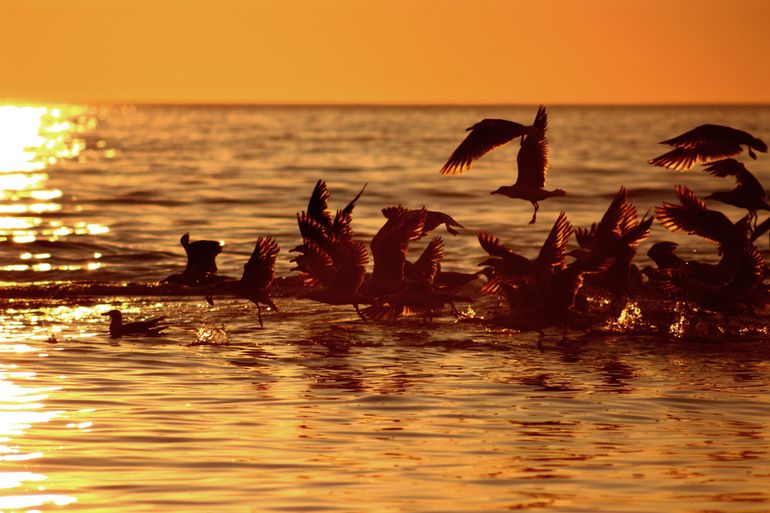 Vooral meeuwen profiteren van storm op zee. De rest van de dieren heeft er vooral last van