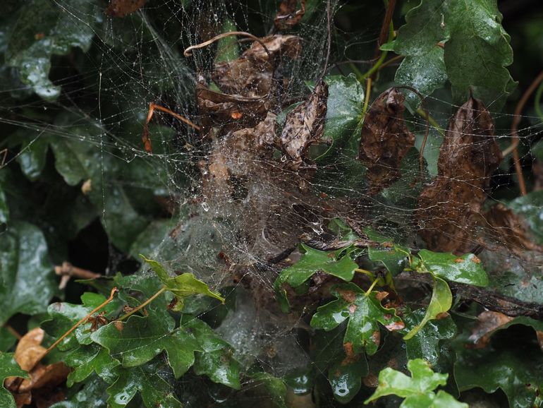 Nat web van een gewone huisspin, maar de spin zelf zit behaaglijk diep in een retraite