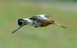 Limosa limosa. Grutto, vliegend