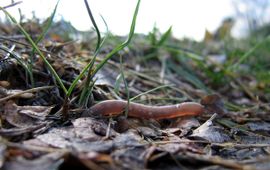 S. Shepherd, Wikimedia Regenworm